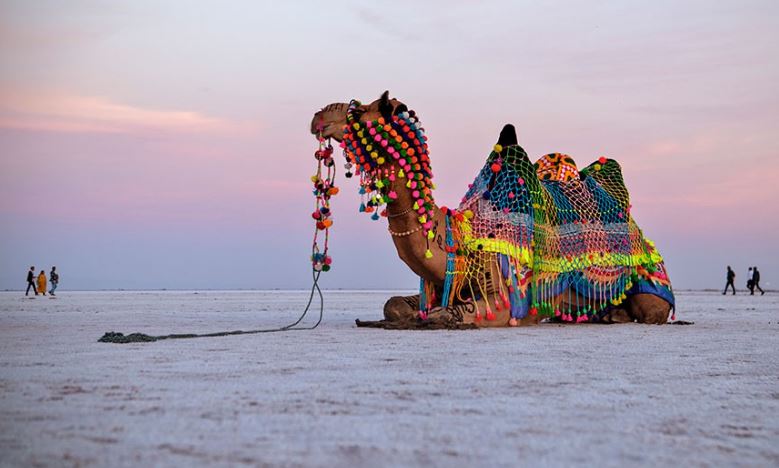 A Mesmerizing Journey Through the Rann Utsav Tour